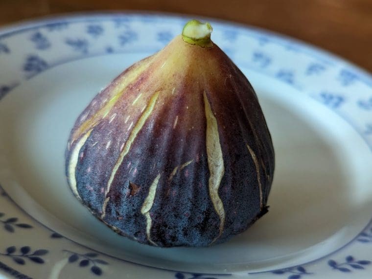 ficus-carica-italian-everbearing