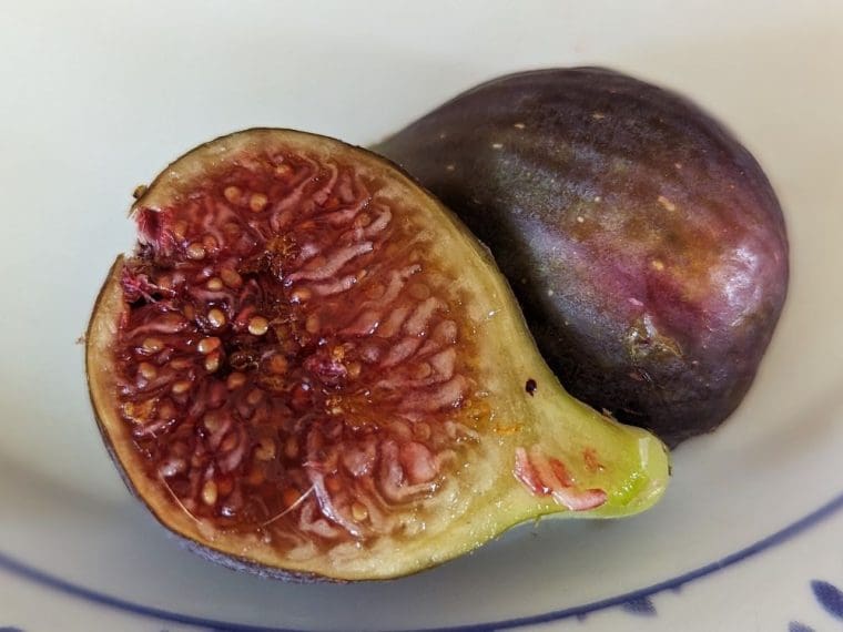 ficus-carica-michurina10-open-24-8-15