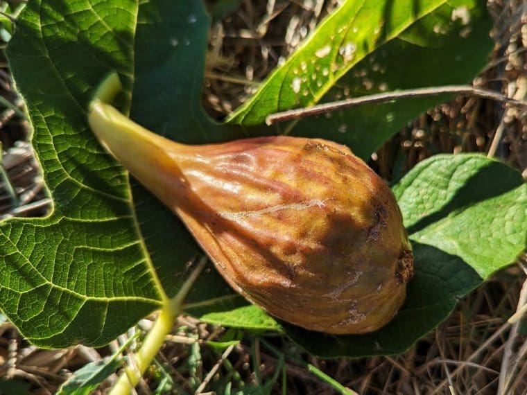 ficus-carica-pedro-breba-24-9