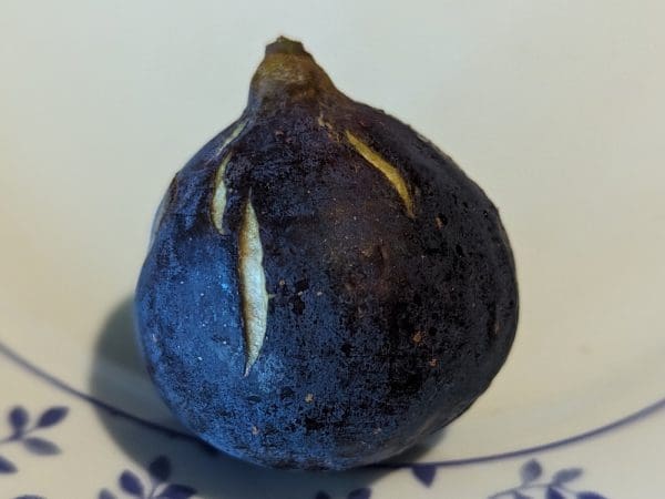 Fruit mûr du Figuier Swadi