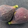 TAKOMA VIOLET