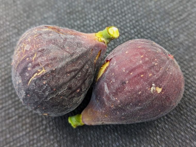 ficus-carica-takoma-violet-24-8