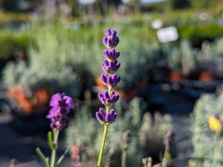 lavandula-angustifoia-hidcote-24-9