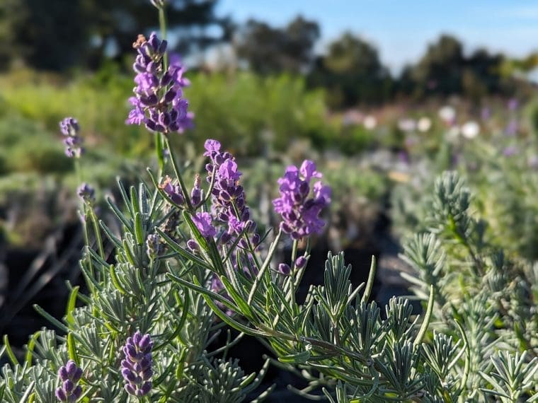 lavandula-munstead-24-9
