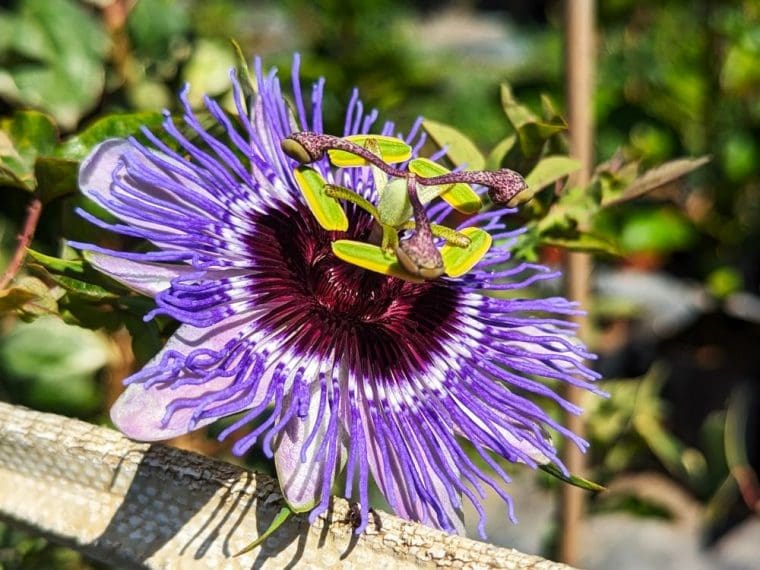 passiflor-purple-haze-24-7