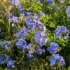 plumbago capensis