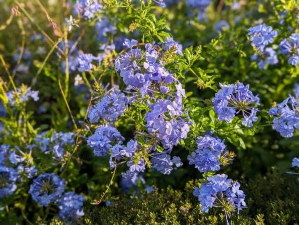 plumbago capensis
