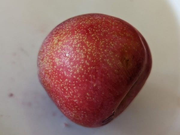 dapple dandy