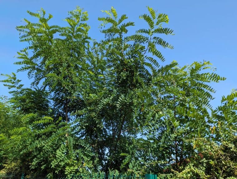 pseudoacacia-robinier-24