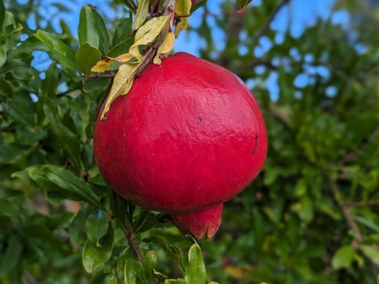 punica-granatum-acco-24-9