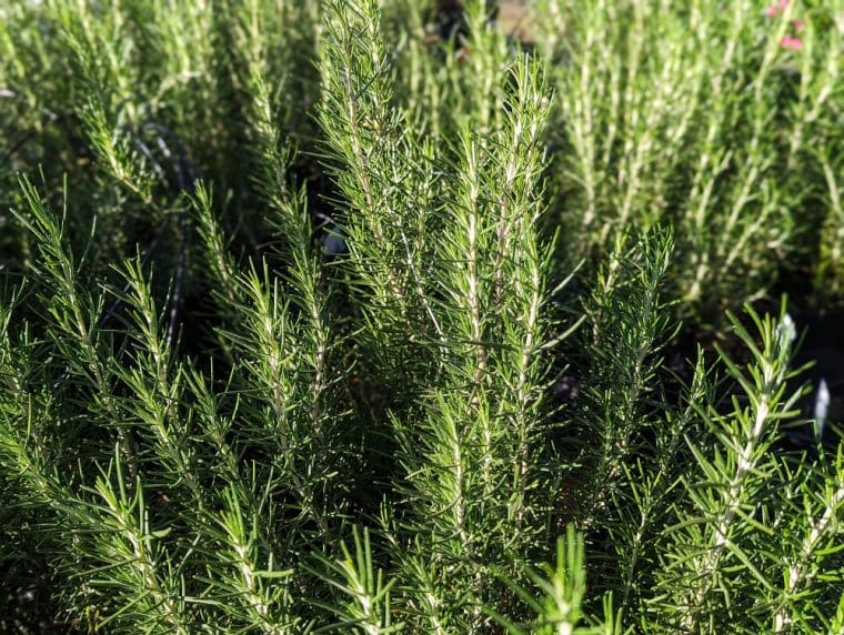 romarin-parfum-de-pin-24-9