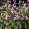salvia blind faith