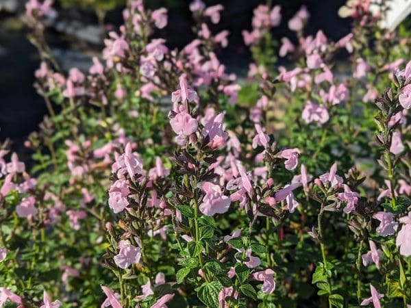 salvia blind faith