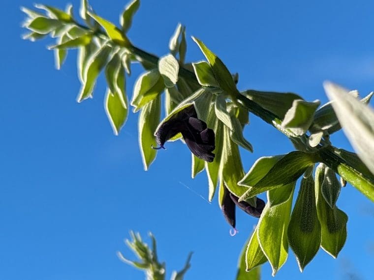 salvia-discolor-24-9