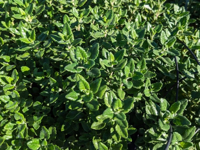teucrium-flavum-grandiflorum-24-9