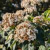 viburnum tinus, laurier tin, floraison