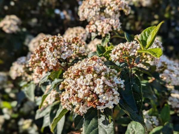 viburnum tinus, laurier tin, floraison
