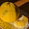 pamplemousse cocktail
