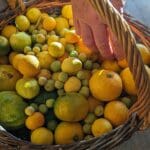 QUELS AGRUMES PLANTER EN PLEINE TERRE EN RÉGION PARISIENNE?