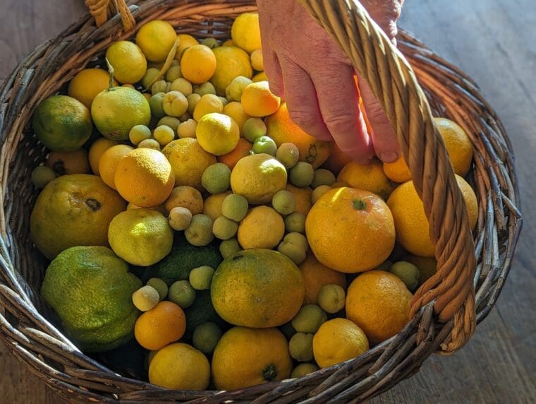 panier plein d'agrumes de toutes les tailles