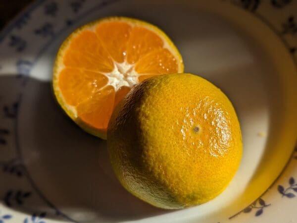 SATSUMA PRECOCE coupé en deux