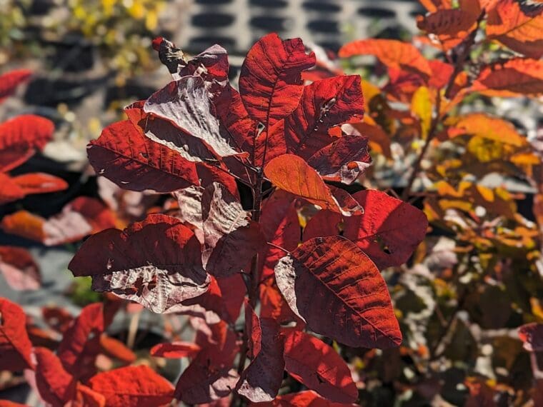 cotinus-grace-automne-24