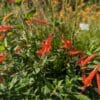 epilobium latifolia