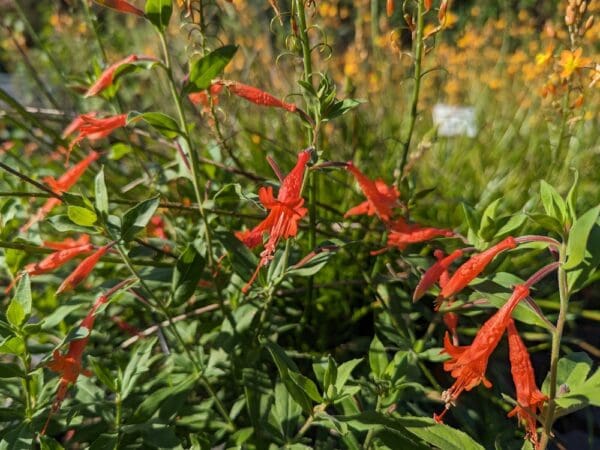 epilobium latifolia