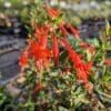 epilobium latifolia