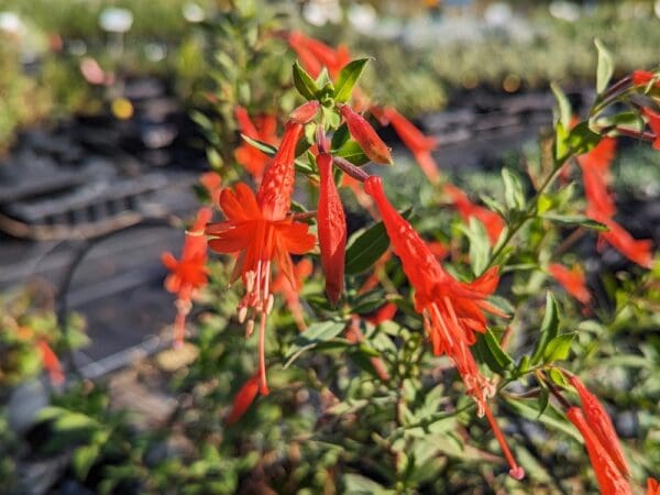 epilobium latifolia