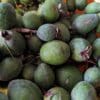 feijoa