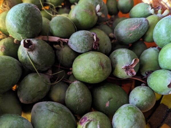 feijoa