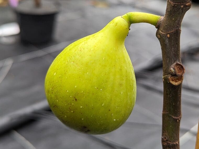 ficus-carica-conadria--24-10