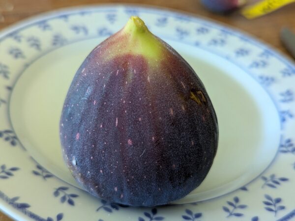 une figue de ficus carica creeper sur une assiette
