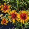 gaillarde