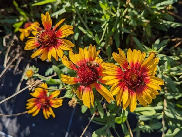 gaillarde