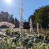 PENNISETUM