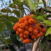 grappe de fruits de sorbus aucuparia