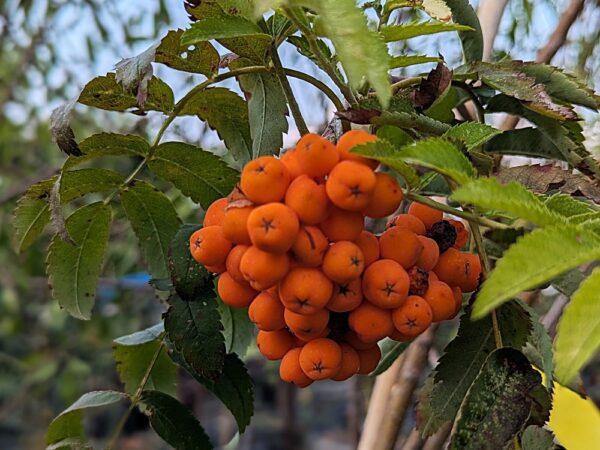 grappe de fruits de sorbus aucuparia