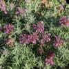teucrium ackermanii