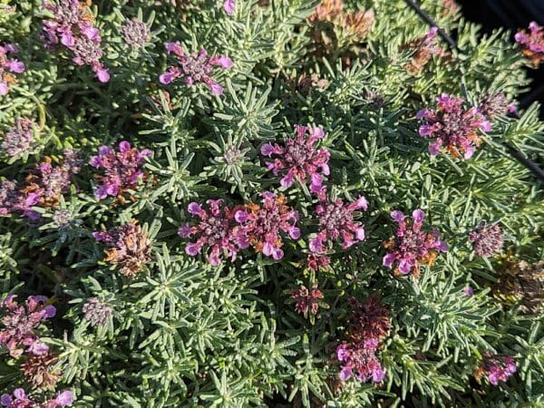 teucrium ackermanii