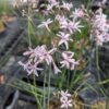 tulbaghia topazio, ail pérpétuel nain en fleurs