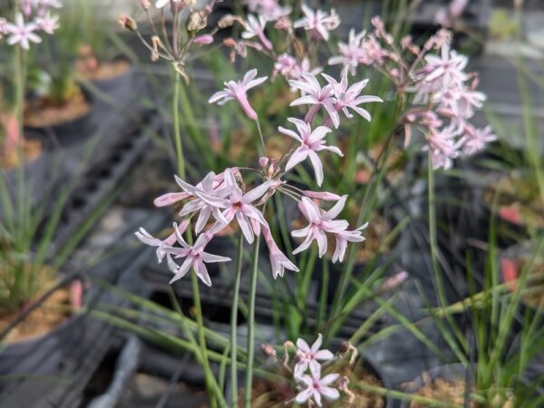 tulbaghia topazio, ail pérpétuel nain en fleurs