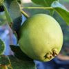 Une poire chinoise Early Shu sur l'arbre