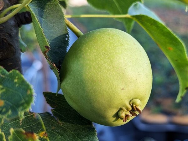 Une poire chinoise Early Shu sur l'arbre