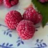 quelques framboises mûres de la variété Polona sur une assiette avec une feuille verte