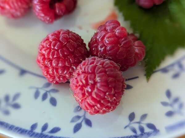 quelques framboises mûres de la variété Polona sur une assiette avec une feuille verte