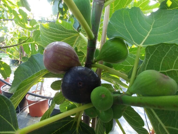 ficus-carica-colar