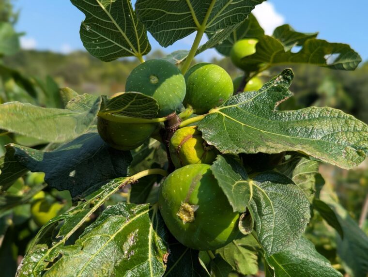 ficus-carica-toro-sentado-25-8-20