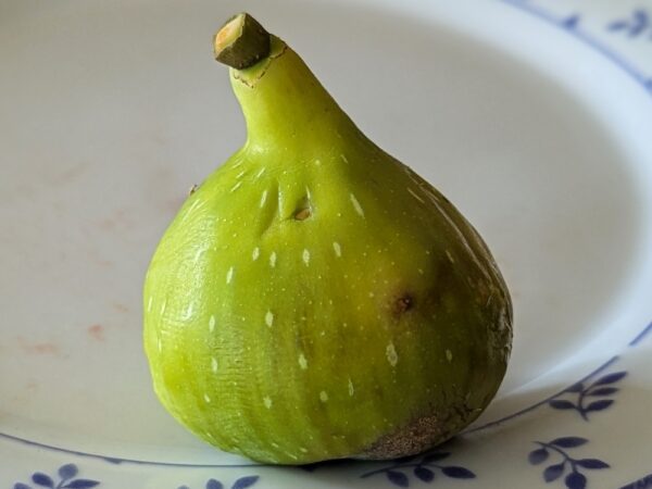 1 figue d'un ficus carica Toro Sentado ou Sitting Bull